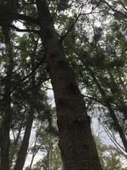 Pinus glabra