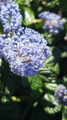 Dilophus occipitalis