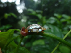 Aspidimorpha nigropunctata