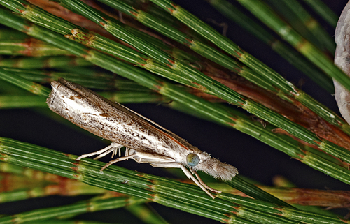 Culladia cuneiferellus photo 2