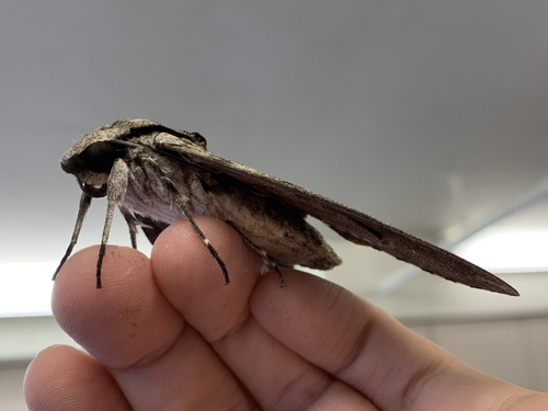 Plain grey hawkmoth photo 4