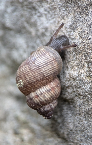 Pomatias elegans