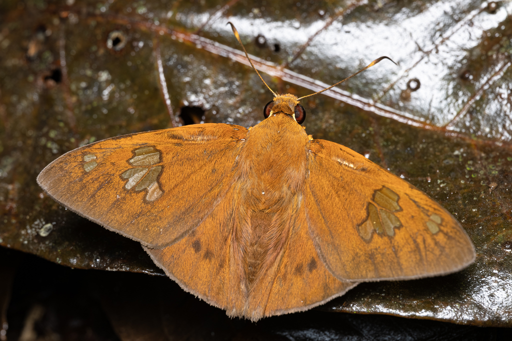 Euriphellus phraxanor