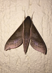 Xylophanes porcus