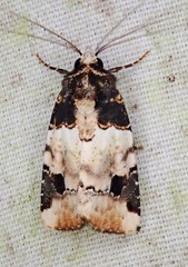 Bryolymnia poasia