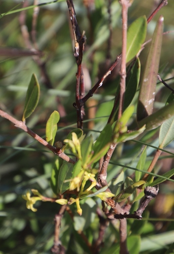 Cryptolepis oblongifolia image