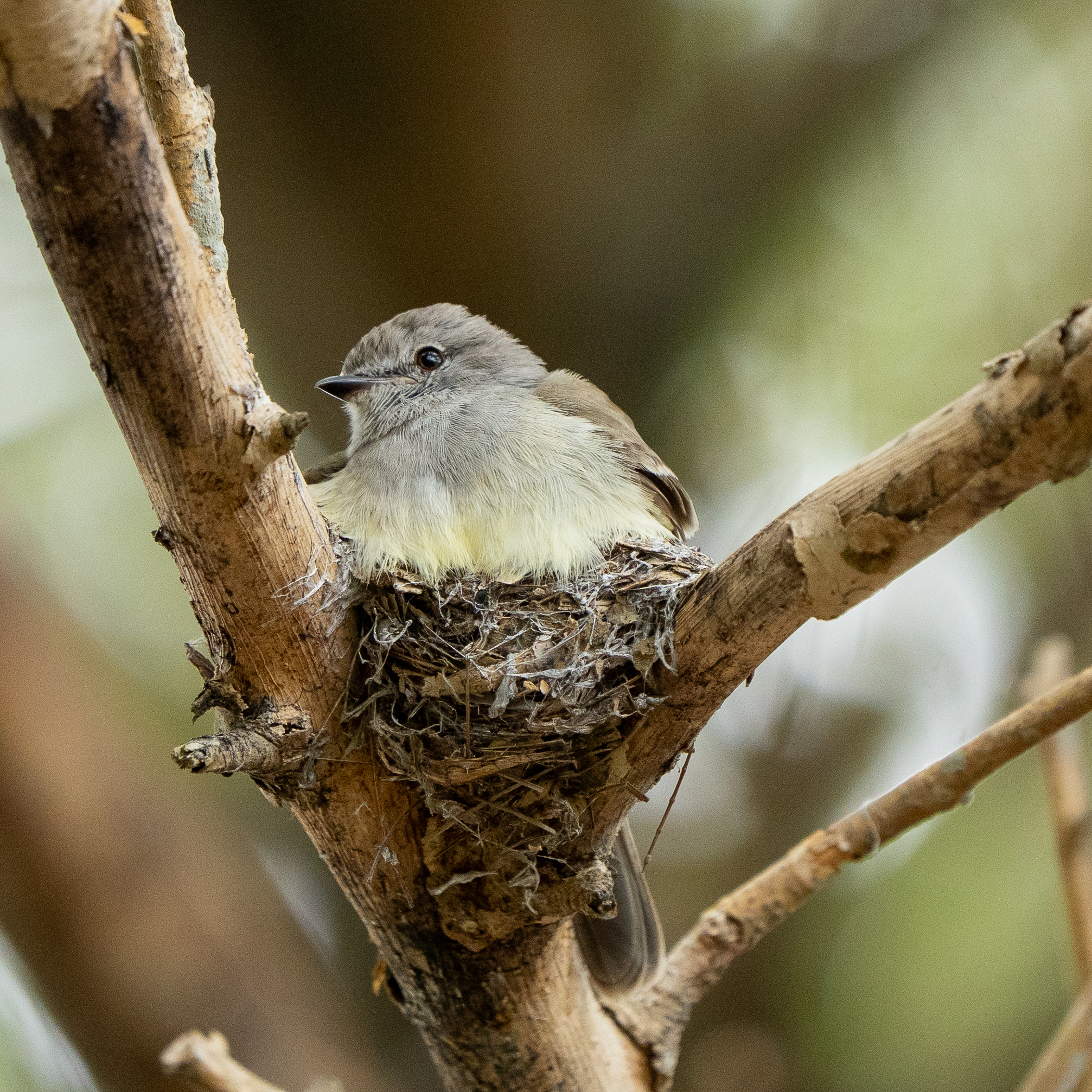 Northern Scrub Flycatcher (Sublegatus arenarum), photo 6