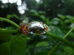 Aspidimorpha nigropunctata