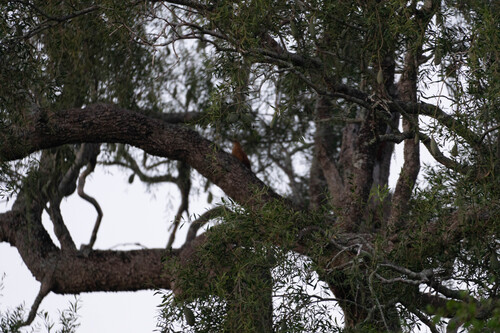 Great Rufous Woodcreeper (Xiphocolaptes major), photo 4