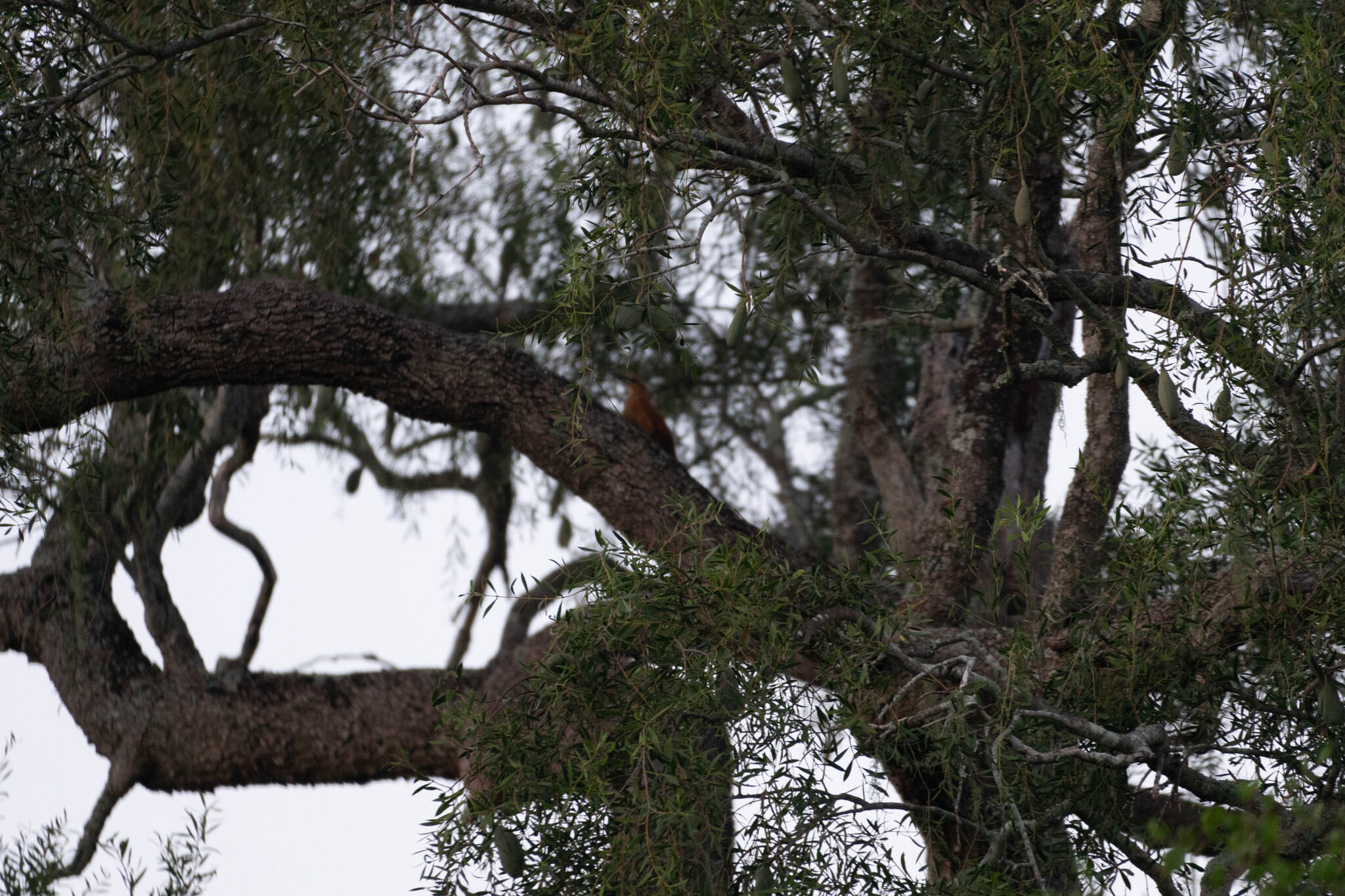 Great Rufous Woodcreeper (Xiphocolaptes major), photo 3