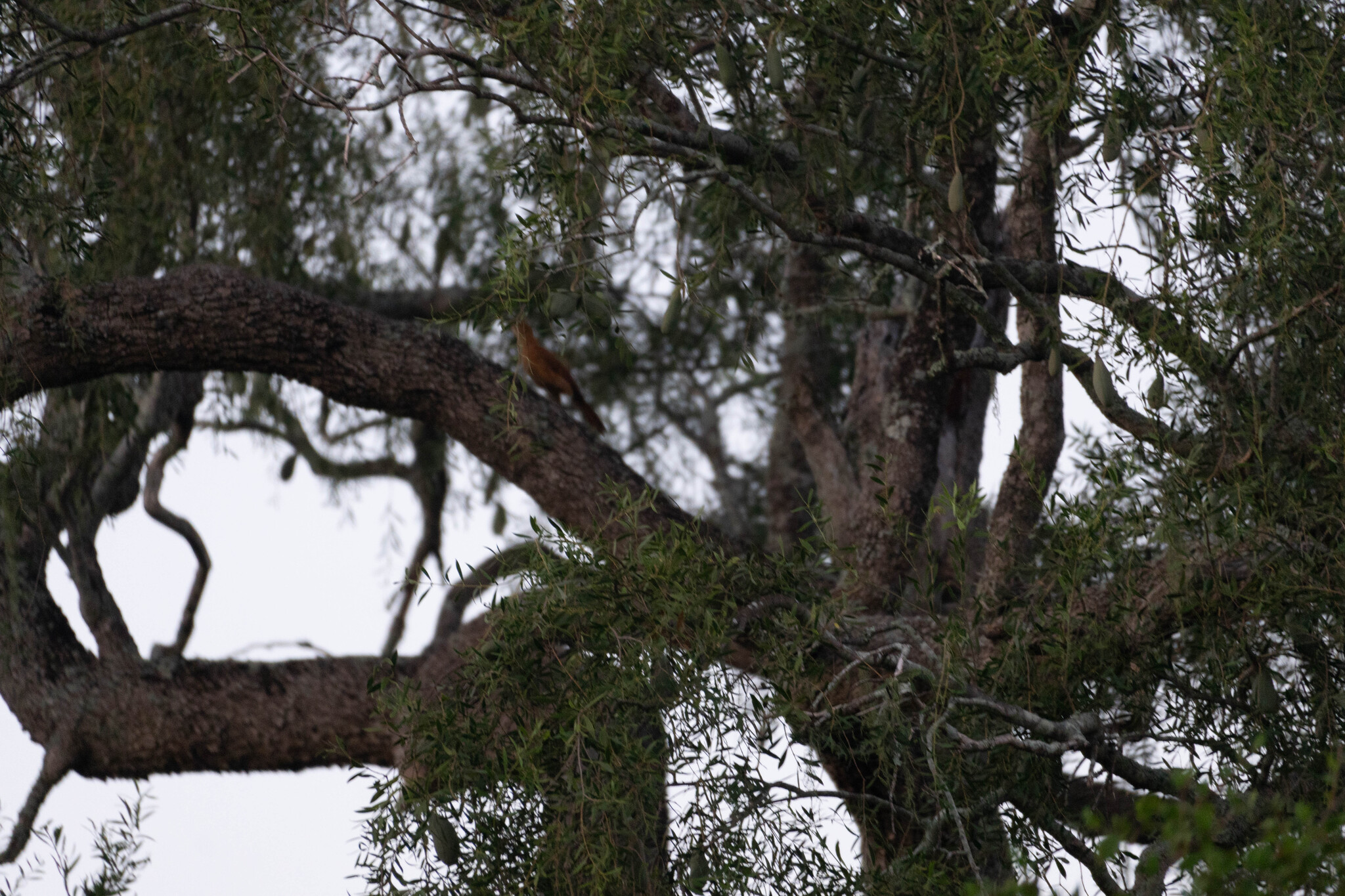 Great Rufous Woodcreeper (Xiphocolaptes major), photo 10