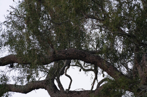 Great Rufous Woodcreeper (Xiphocolaptes major), photo 5