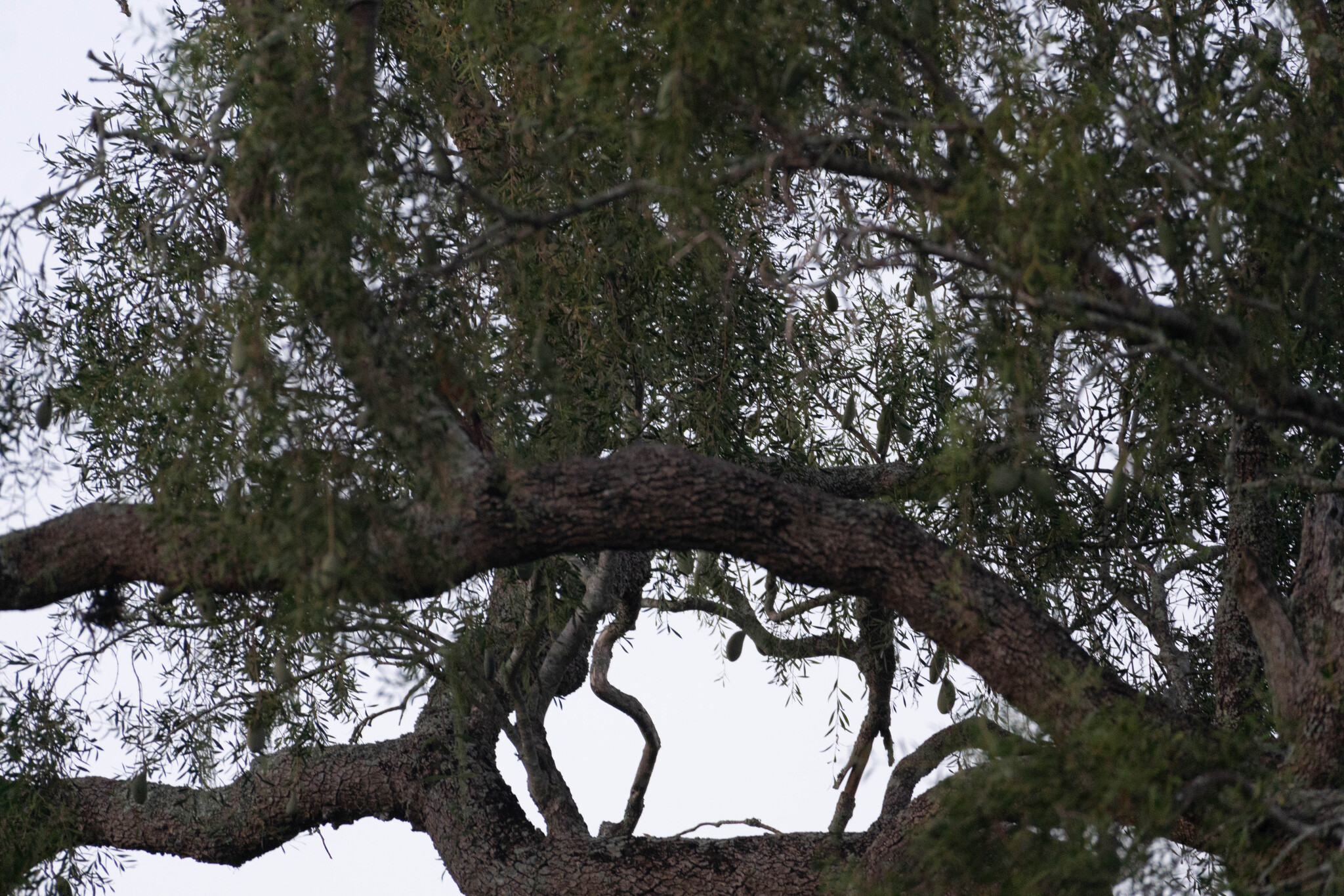 Great Rufous Woodcreeper (Xiphocolaptes major), photo 4
