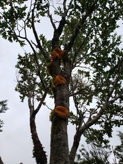 Aleurodiscus vitellinus