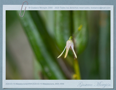 Pleurothallis anceps