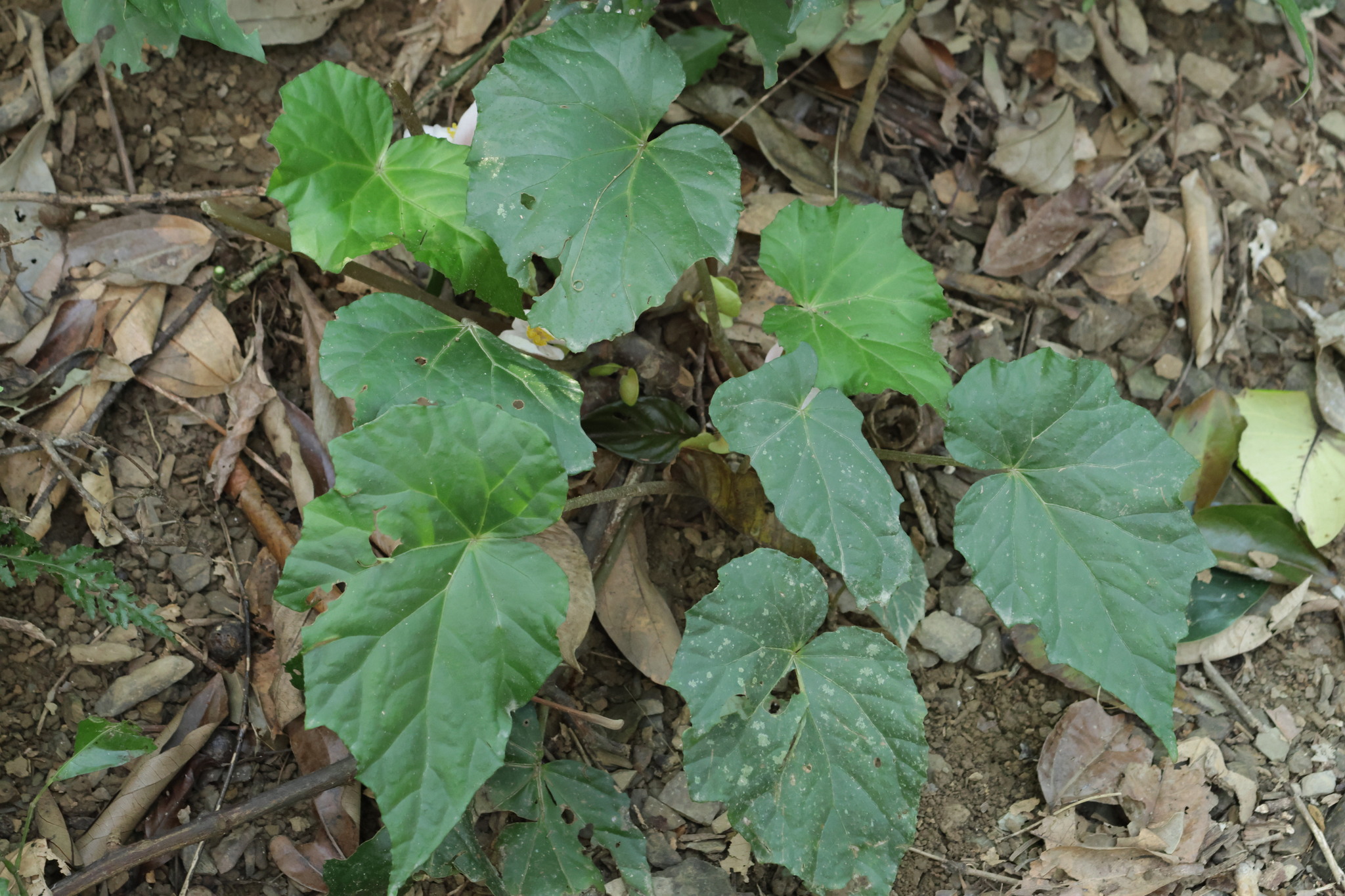 Begonia handelii — ảnh 3