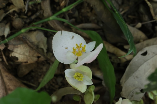 Begonia handelii, photograph 1