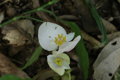 Begonia handelii, photograph 2