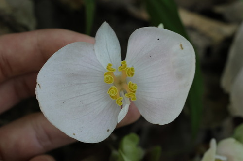 Begonia handelii, photograph 3