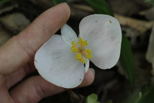 Begonia handelii, photograph 4