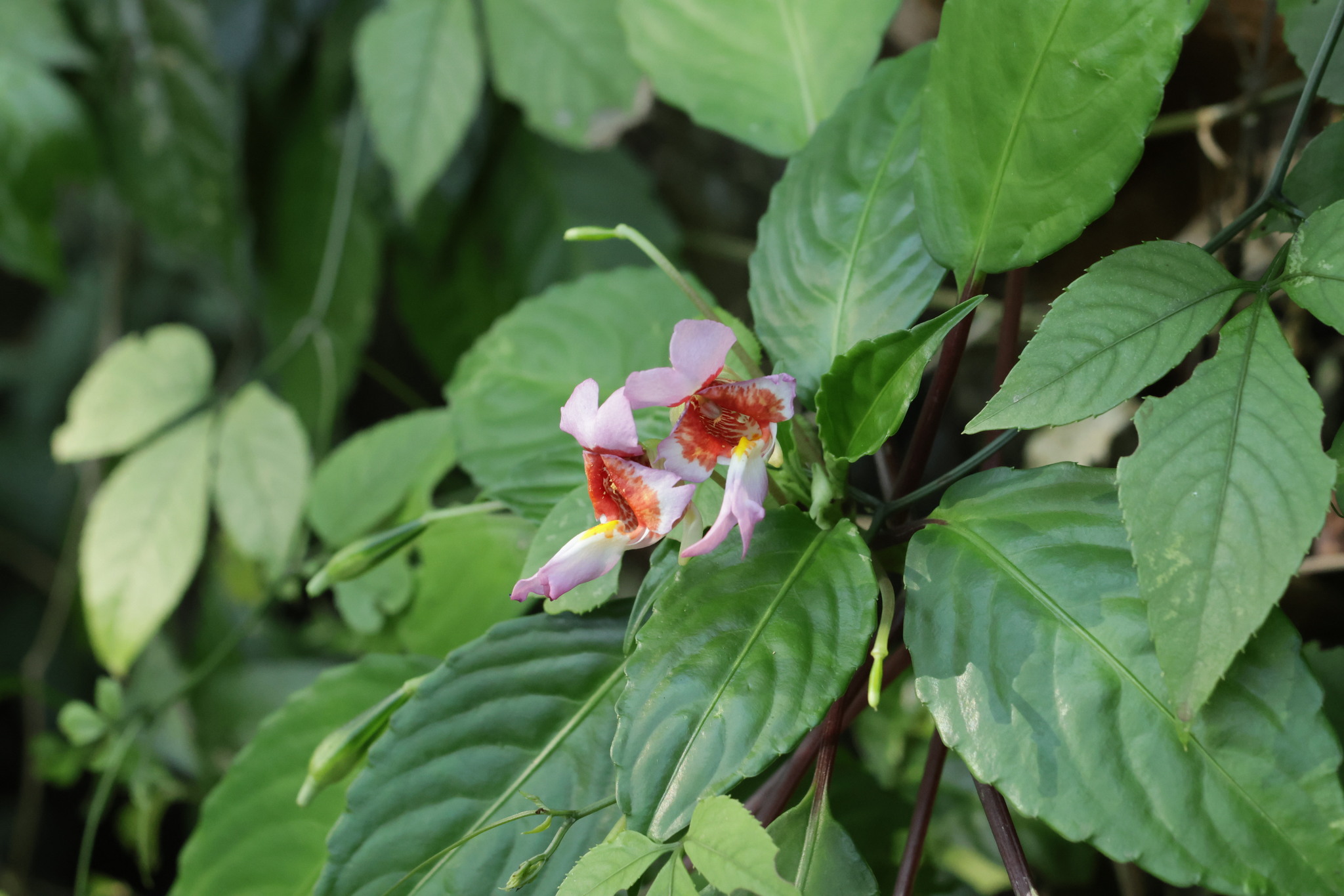 Impatiens bonii (Impatiens bonii)