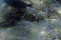 Acanthurus leucopareius