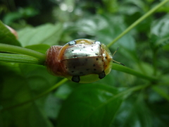 Aspidimorpha nigropunctata