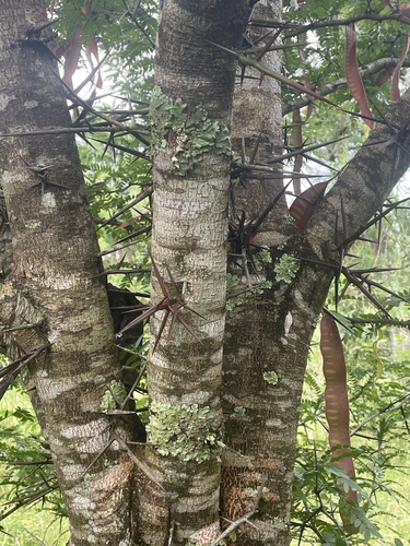honey locust