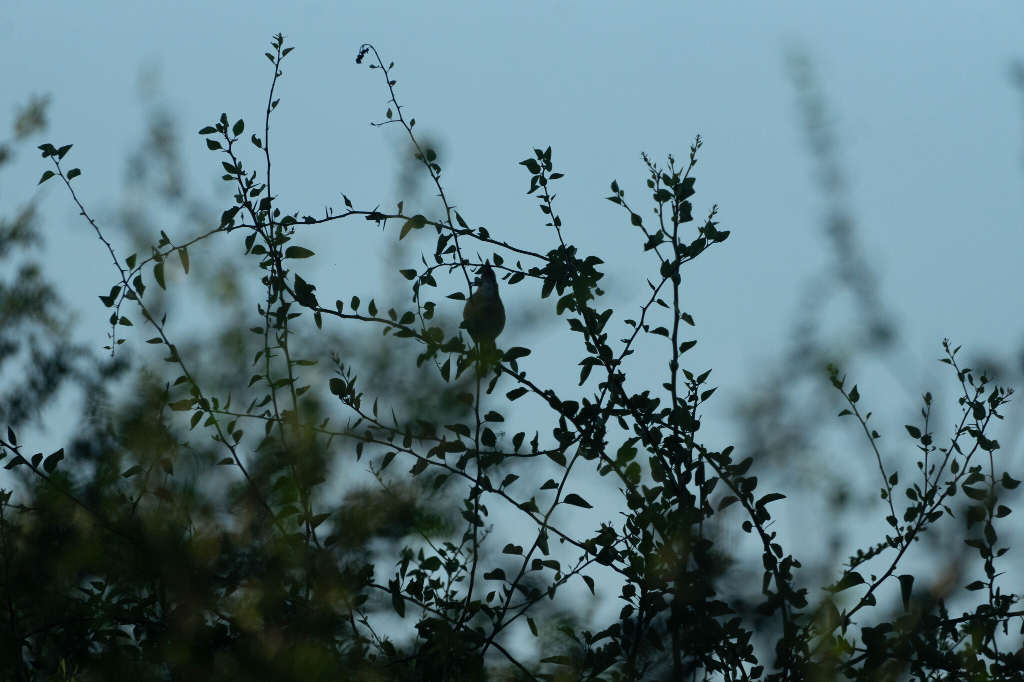 Crested Hornero (Furnarius cristatus), photo 4