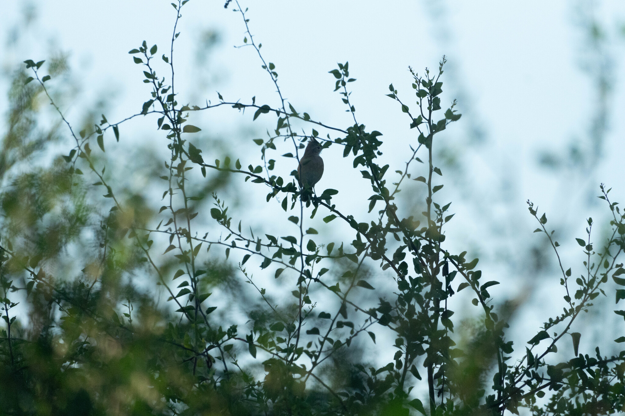 Crested Hornero (Furnarius cristatus), photo 5