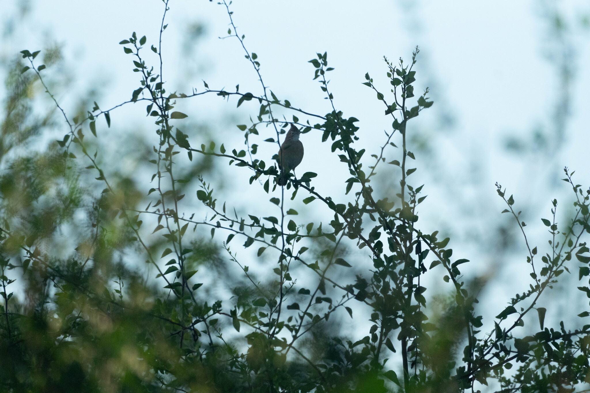 Crested Hornero (Furnarius cristatus), photo 6