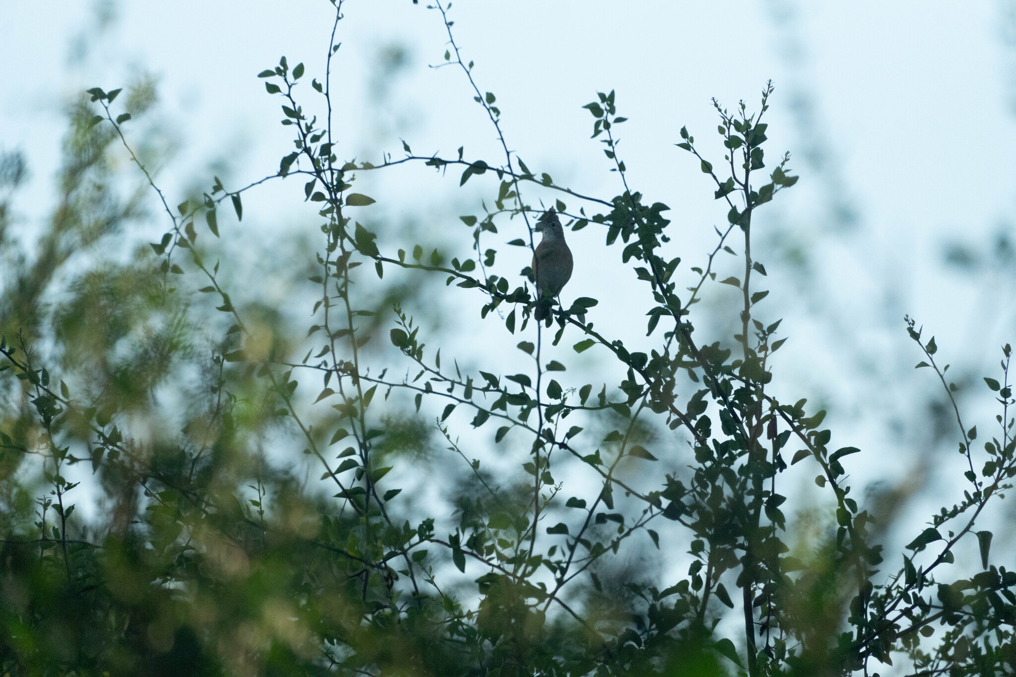 Crested Hornero (Furnarius cristatus), photo 7