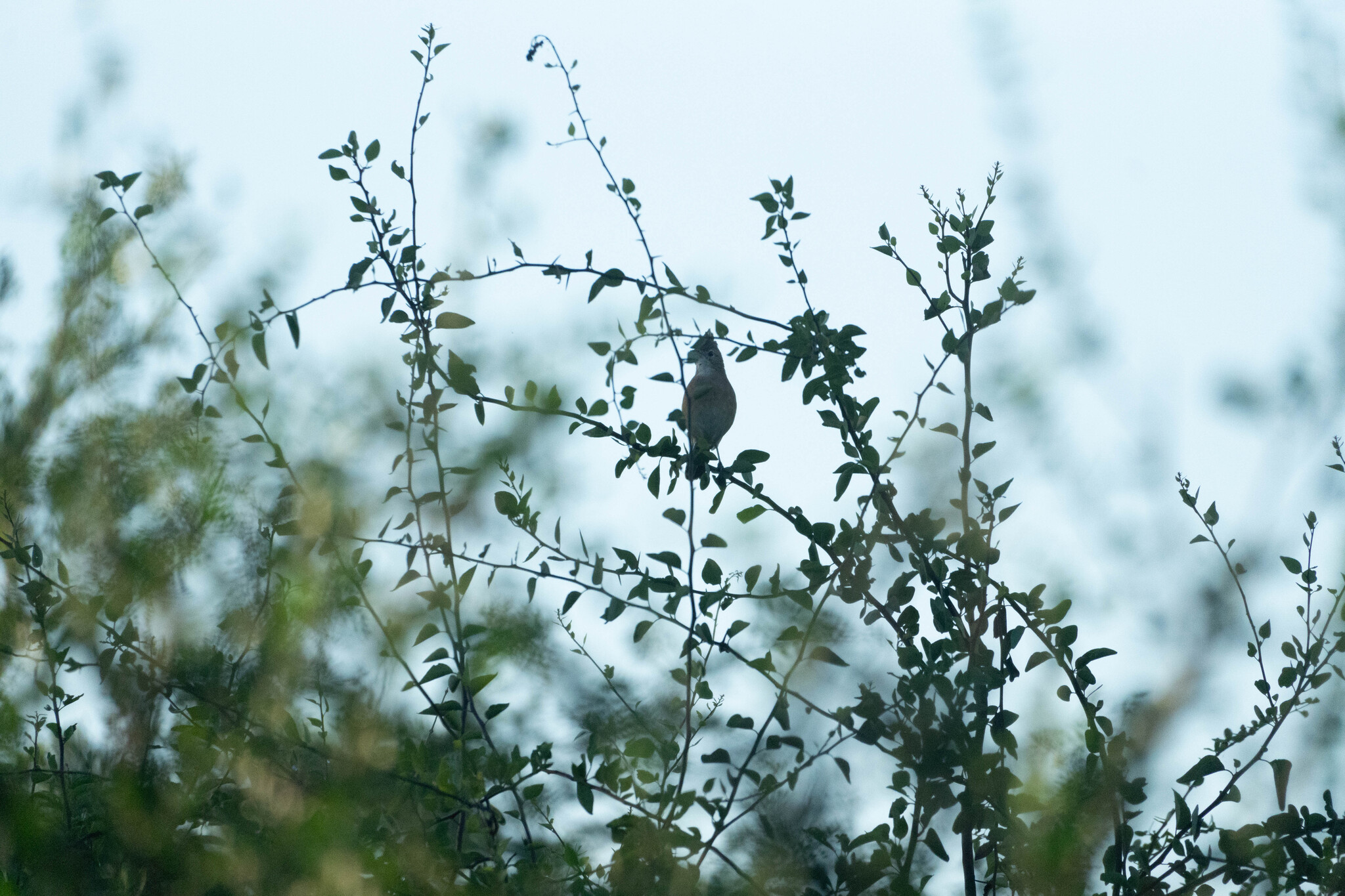 Crested Hornero (Furnarius cristatus), photo 8