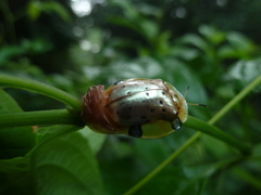 Aspidimorpha nigropunctata