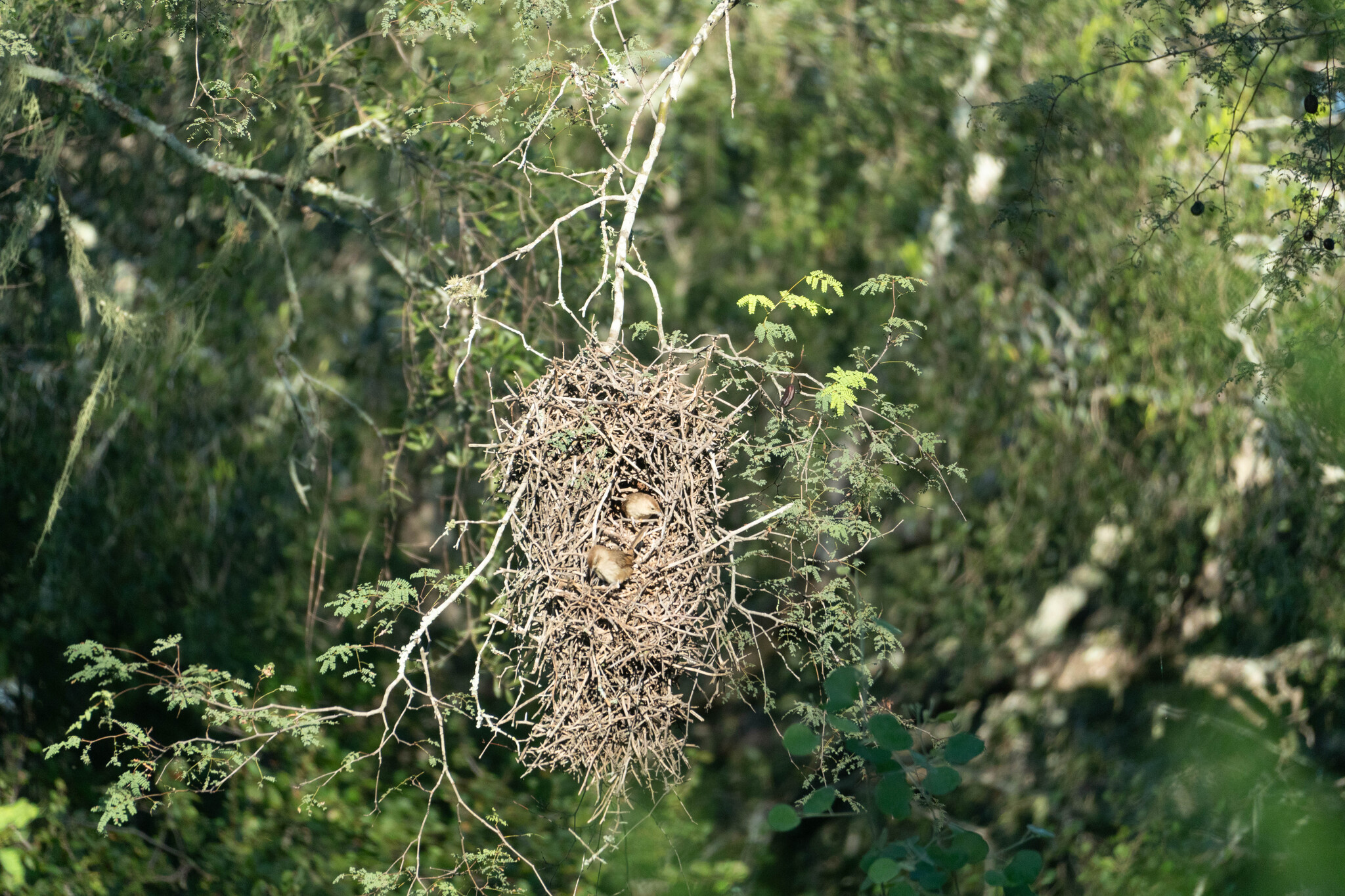 Little Thornbird (Phacellodomus sibilatrix), photo 4