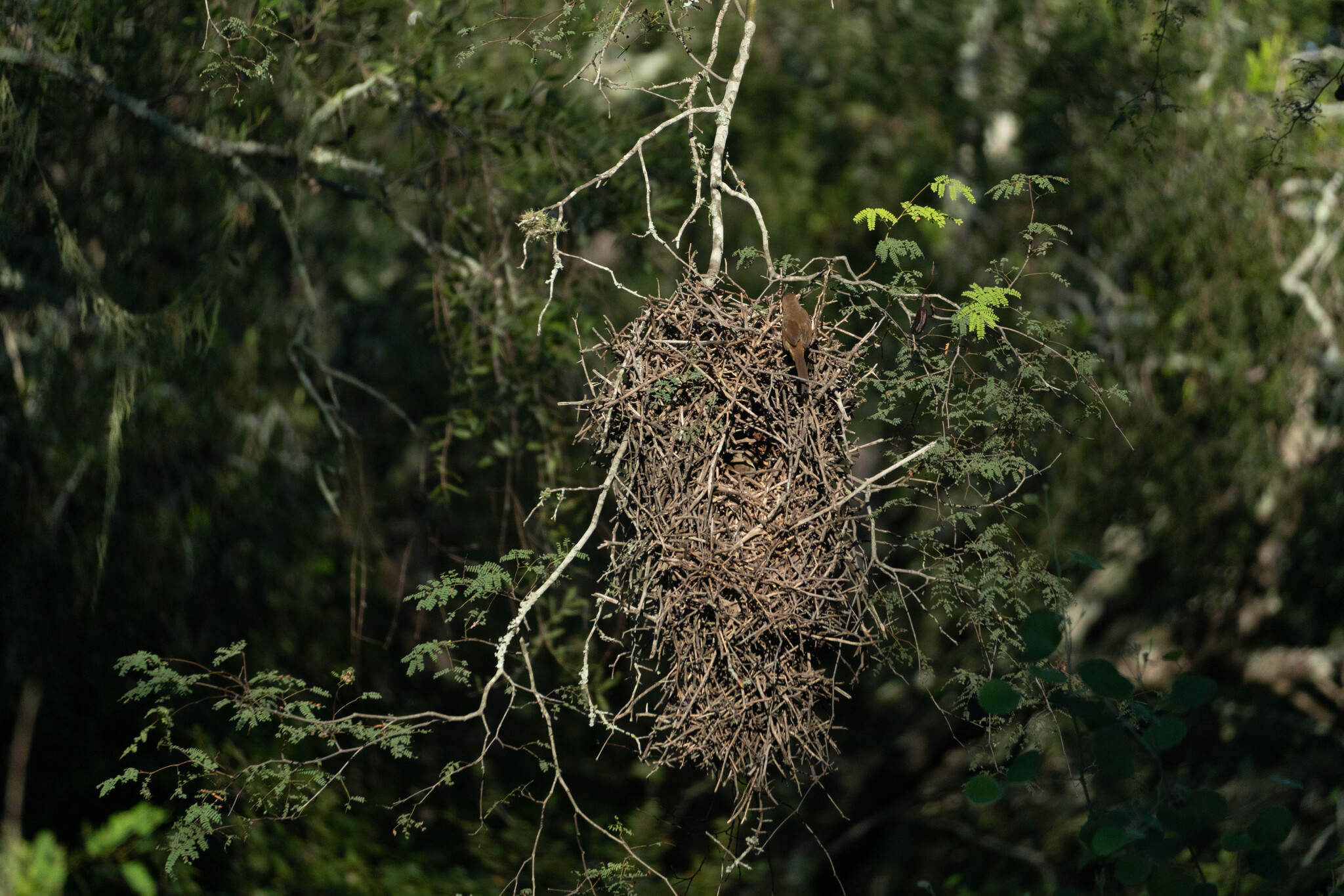 Little Thornbird (Phacellodomus sibilatrix), photo 5