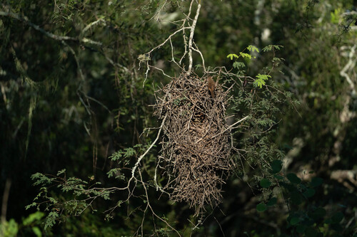 Little Thornbird (Phacellodomus sibilatrix), photo 6