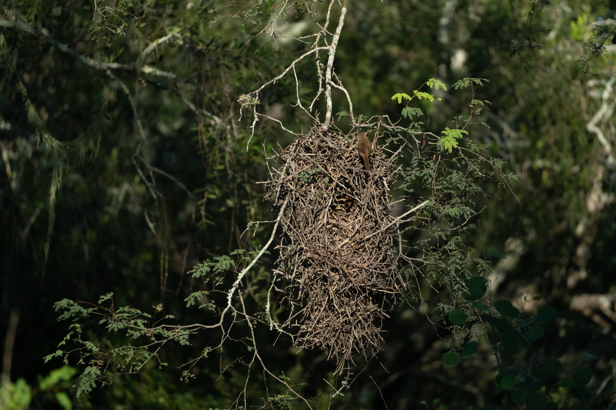 Little Thornbird (Phacellodomus sibilatrix), photo 6