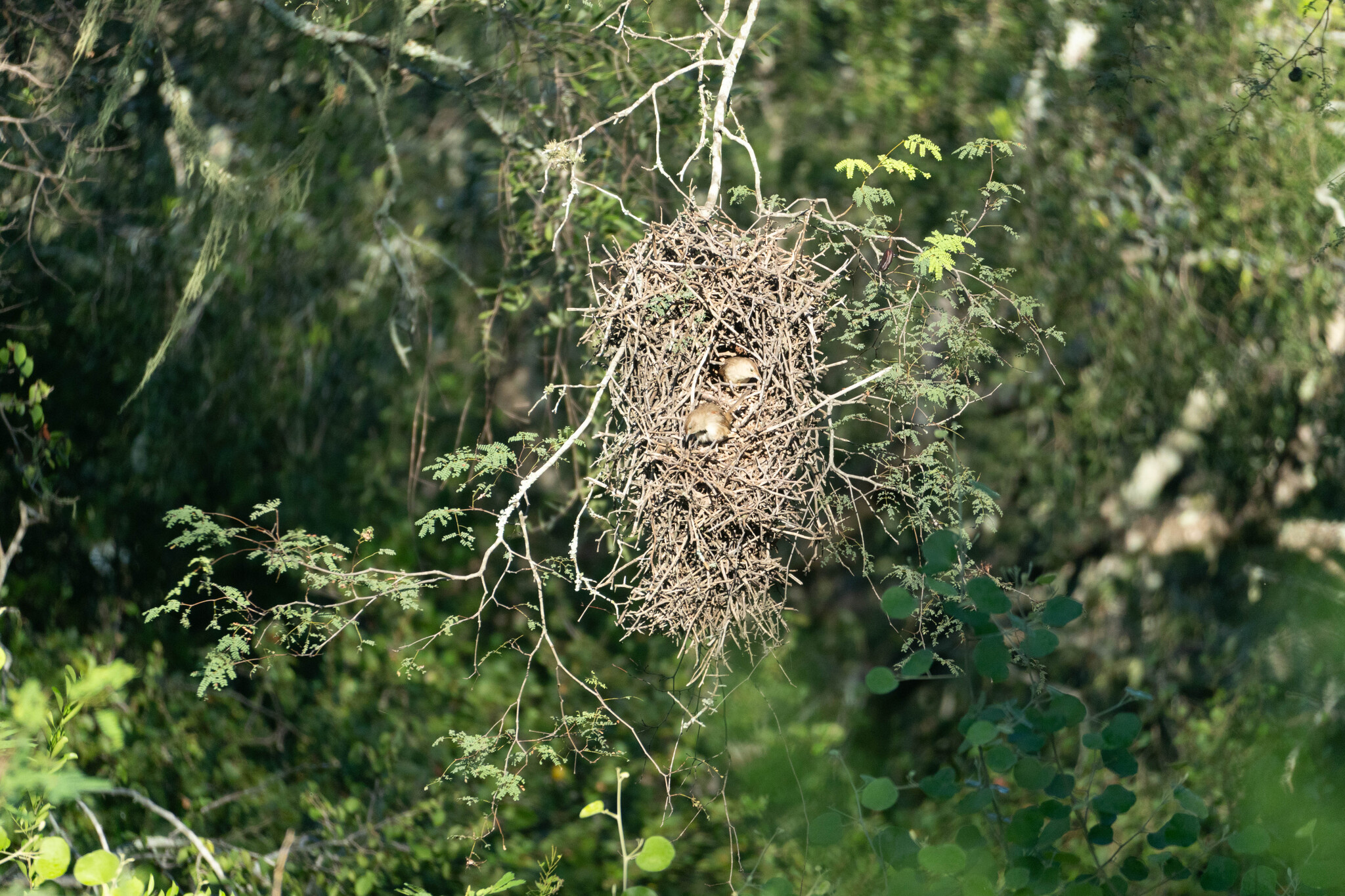 Little Thornbird (Phacellodomus sibilatrix), photo 7