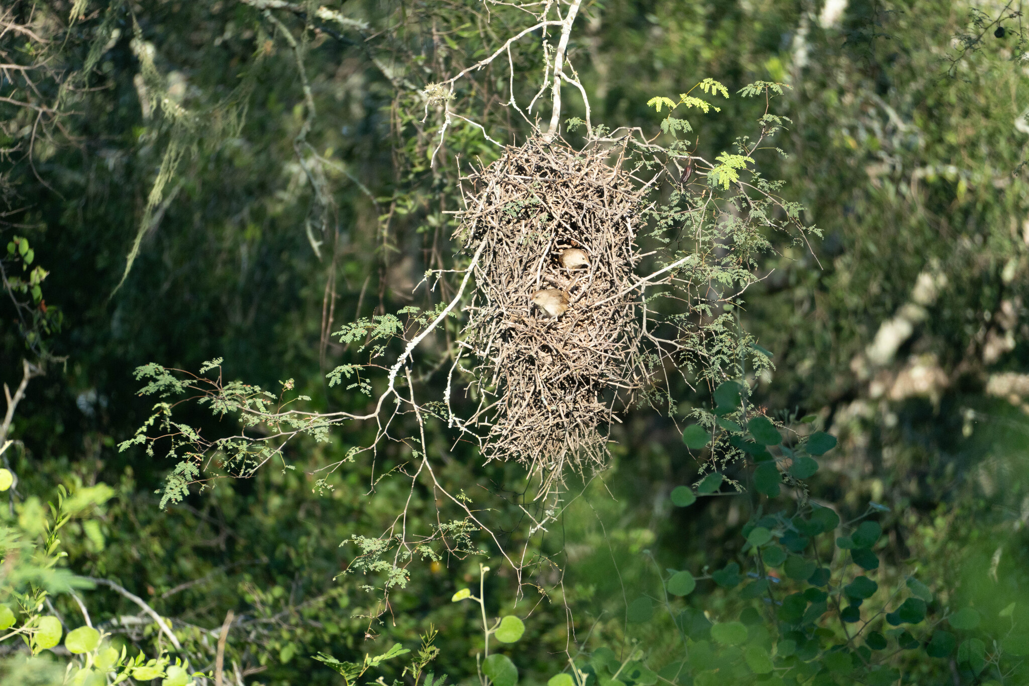Little Thornbird (Phacellodomus sibilatrix), photo 8