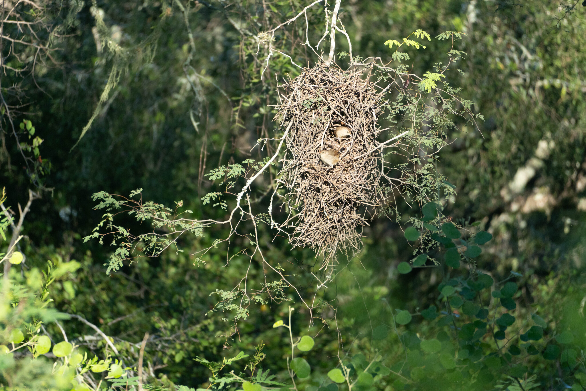 Little Thornbird (Phacellodomus sibilatrix), photo 10