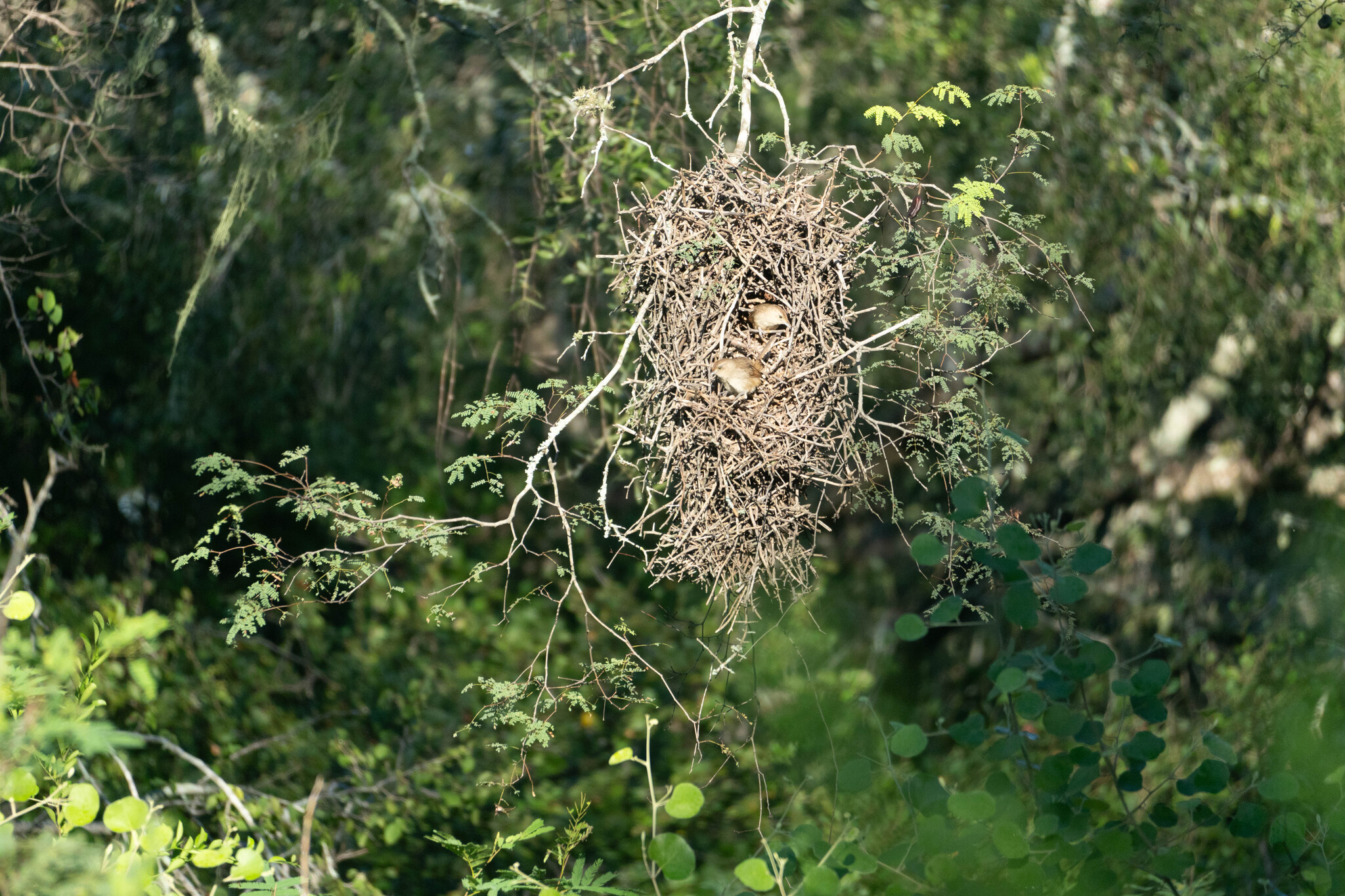 Little Thornbird (Phacellodomus sibilatrix), photo 9