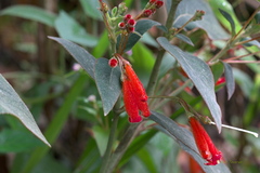 Kohleria trianae