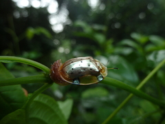Aspidimorpha nigropunctata