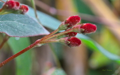 Kohleria trianae