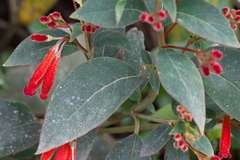Kohleria trianae