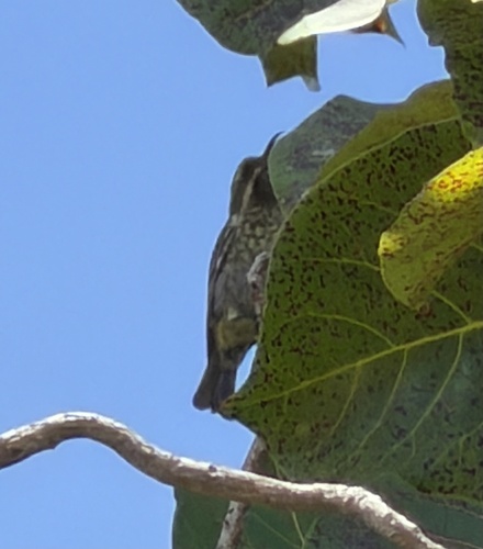 Scarlet-chested Sunbird