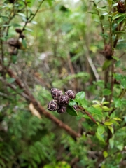 Gaultheria phillyreifolia