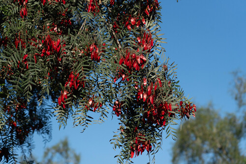 Schinopsis lorentzii, photograph 3