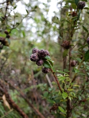 Gaultheria phillyreifolia